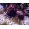 pachycerianthus sp. (Anemona Tubiforme)