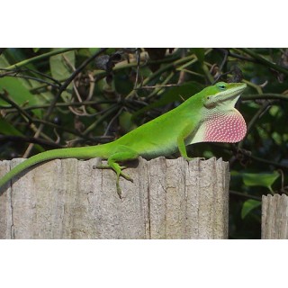 Anolis Carolinensis