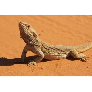 Pogona Vitticeps