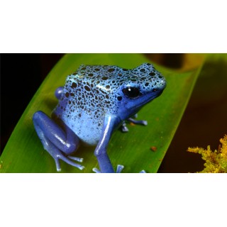 Dendrobates Azureus