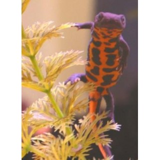 Trit&oacute;n Vientre de fuego