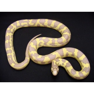 Lampropeltis Getula Californiae
