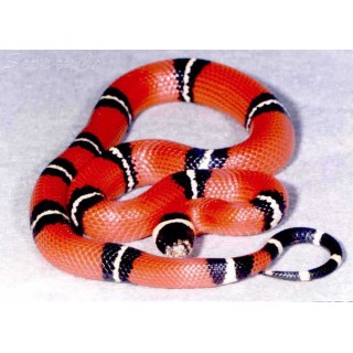 Lampropeltis Triangulum Sinaloae