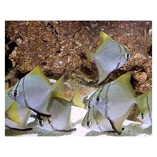 Monodactylus Argenteus