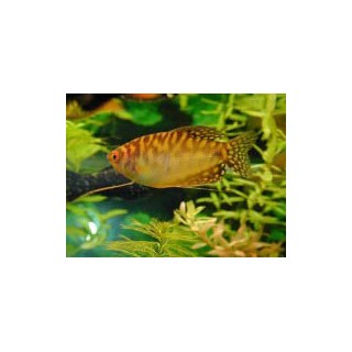 Gurami Amarillo
