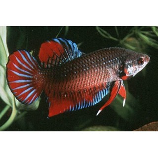 Betta Splendens H