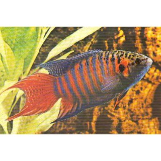 Pez Paraiso (Macropodus Opercularis)