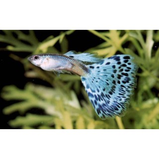 Guppy M.(Poecilia Reticulata)