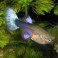 Guppy H.(Poecilia Reticulata)