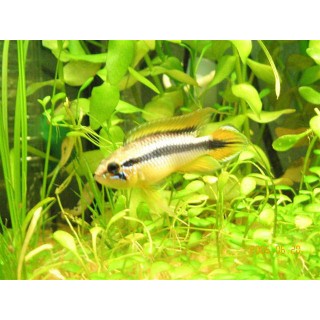 Apistograma Agassizi