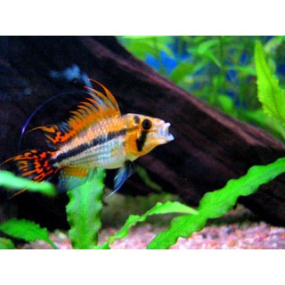 Apistograma Cacatuoides