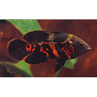 Astronotus Ocellatus ( Oscar)