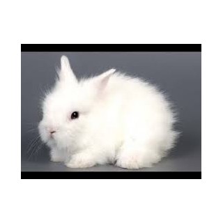 Conejo Angora