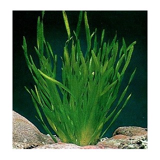 Vallisneria Gigantea