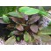 Cryptocoryne 