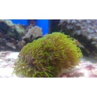 Phachyclavularia verde