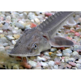 ESTURION Acipenser Ruthenus