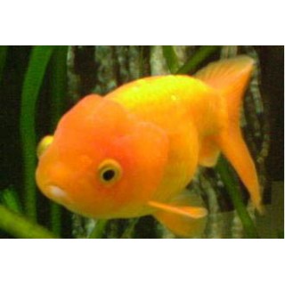 Ranchu
