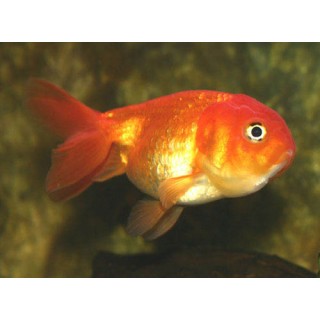 Ranchu cabeza le&oacute;n