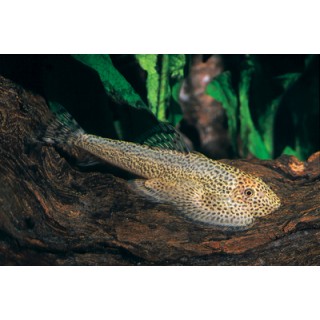 Beaufortia leveretti