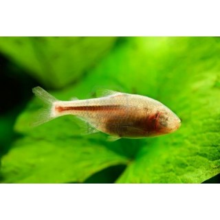 Tetra Ciego Astyanx fasciatus mexicanus