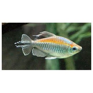 Tetra del Congo