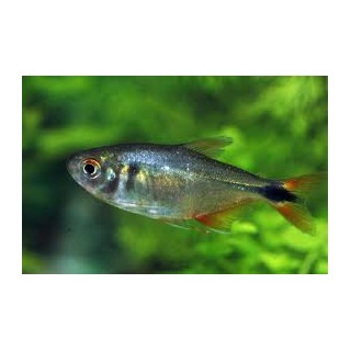 Tetra de Buenos Aires