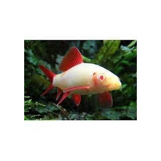 labeo frenatus albino
