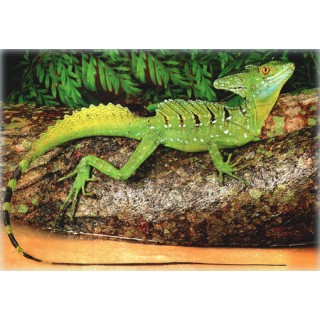 Basiliscus Plumifrons