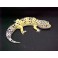 Gecko Leopardo