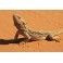 Pogona Vitticeps