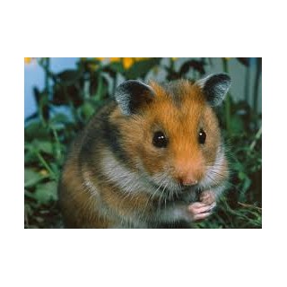 Hamster Común