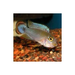 Apistogramma Pandurini 3-4 cm